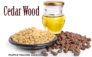 cedar wood