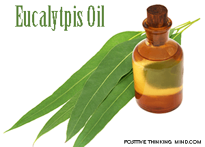 eucalyptis oil